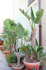 green plants, cacti and palm trees, plants in pots on a street in Sicily against the wall of the house