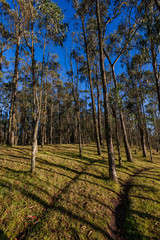 Fototapeta na wymiar Eucalyptus forest