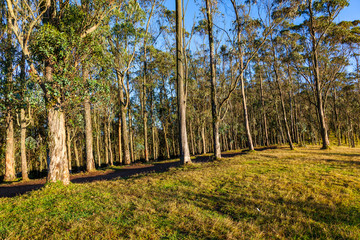 Eucalyptus forest