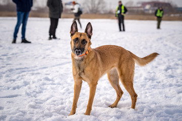 DOG Shepherd dog close-up