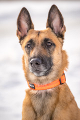 DOG Shepherd dog close-up