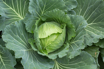 cabbage in the garden