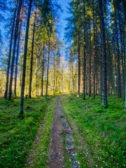 path in forest