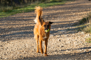 Playing dog