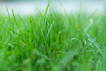 Green grass macro close up with blur background. Nature beautiful background