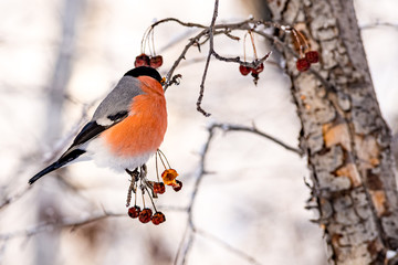 Bullfinch bird on a tree branch