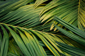 palm tree leaves