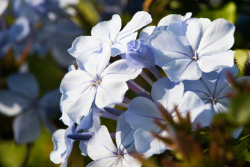 Ultimas flores antes del invierno.