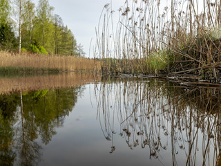 spring landscape on the river, old reeds along the shore and the first greenery