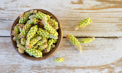 Pine buds in a wooden bowl on the table. Medicinal plants of folk medicine containing vitamin C are a means for the treatment of colds.