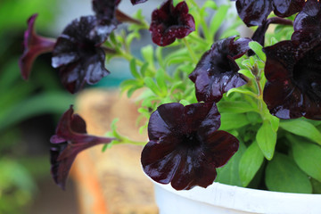 Petunias flowers after rain