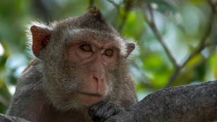 Macaque monkey on the branch of tree