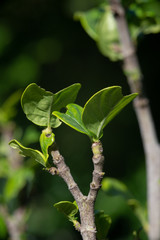Brotes de mi jardin.