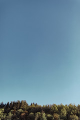 Fototapeta premium forest against the blue sky on a warm sunny day