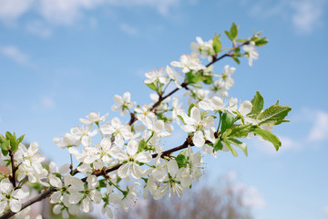 first cherry blossoms in Tokyo