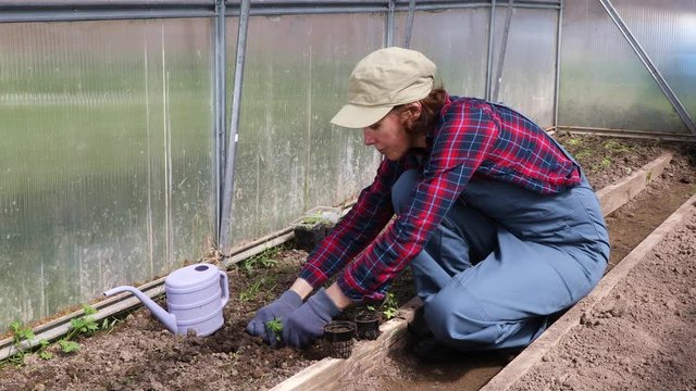 Female gardener plants seedlings in the ground in a greenhouse. Farming, Gardening, Agriculture and People Concept
