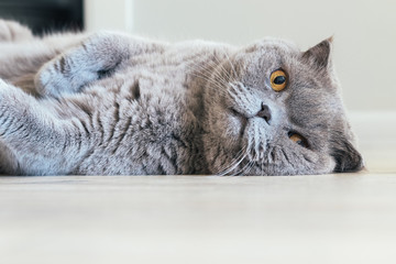 Gray scottish fold cat with orange eyes lies on its side on the floor. Selective focus. Closeup view