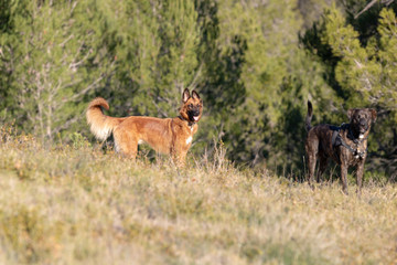 Playing dog