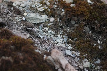 Small Rocks and Moss in a Forest