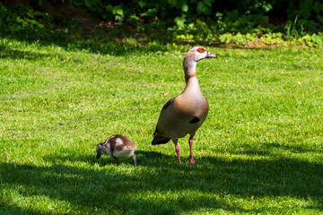 Junge Nilg&auml;nse K&uuml;ken mit ihrer Mutter auf einer Wiese