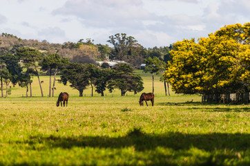 Obraz premium two horses grazing in a green field