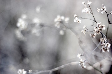 White Puff Flowers Wallpaper Background
