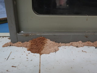 Termites live beside gray steel cabinets on white tiles.