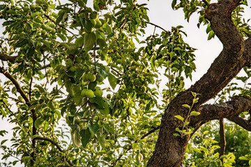 Bunch of green applesgrowing on a apple tree