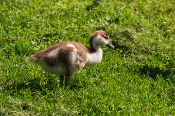 Junge Nilgans Küken auf einer Wiese