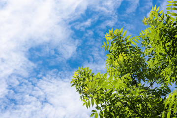 Tree branches against a cloudy sky. Top to bottom view. Young green foliage glows in the sun. Nature background with copy space.