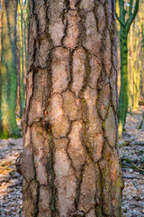 Early spring landscape of mixed European forest thicket with Scots pine tree - latin Pinus Sylvestris - trunk bark at the Czarna river nature reserve in Mazovia region of Poland - obrazy, fototapety, plakaty