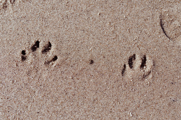Beach for animals. Footprints in the sand. Walk along the shore with a dog. Smooth sand with traces