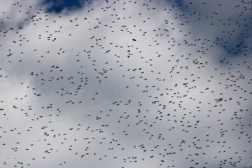 A huge number of mosquitoes against a cloudy sky. Swarm of gnats. The mating season in mosquitoes in the spring.