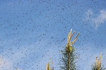 A huge number of mosquitoes against a cloudy sky above the shoots of pines. Swarm of gnats. The mating season in mosquitoes in the spring.