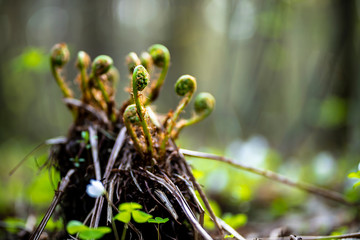 The young leaves of a fern
