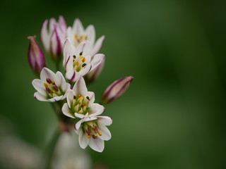 close up of a pink flower