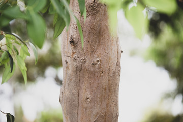 Naturaleza en Australia