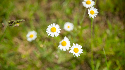 Daisies in the meadow in spring, big plan
