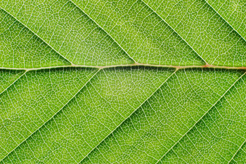 Fototapeta na wymiar View of a leaf's veins of hornbeam 