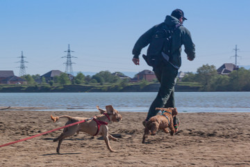 man trains plays with a dog. English cocker spaniel pet runs along the sandy bank of the river with...