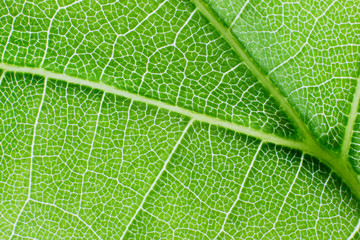 View of a leaf's veins of lime tree