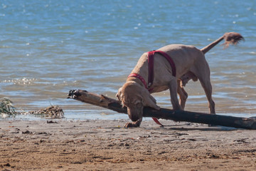 training game with dog pet. English cocker spaniel pet brings big log as a stick toy, from river...