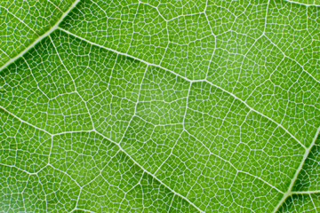 View of a leaf's veins of lime tree