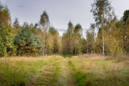 Forest, autumn in the suburbs