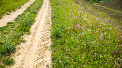 
Flowering vegetation at the edge of a dirt road