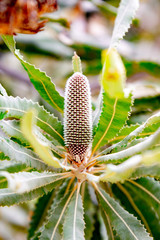 Naturaleza en Australia