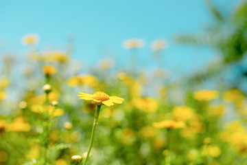 Field of yellow spring daisy flowers. Spring day with fresh sunny flowers