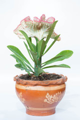 Euphorbia lactea Haw. F. cristata grafted on Euphorbia neriifolia L.