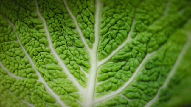 The cabbage leaves were photographed very closely.