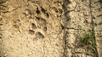 
Dog paw print in dry land